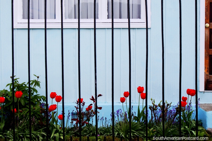 Tulipas vermelhas em frente de uma casa azul junto de Praça Lautaro em Punta Arenas. (720x480px). Chile, América do Sul.