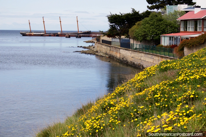 A distant shipwreck and yellow daisies on the banks of the water in Punta Arenas. (720x480px). Chile, South America.