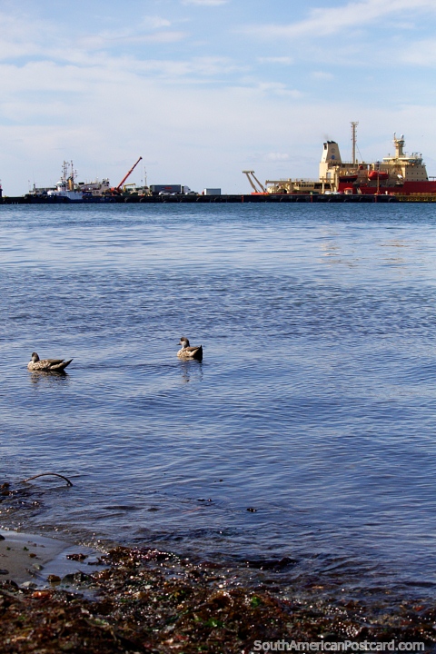 Patos en el agua y el puerto distante en Punta Arenas. (480x720px). Chile, Sudamerica.