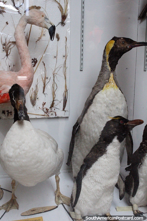 Flamingo, duck and penguins, taxidermy at the Municipal Museum in Porvenir. (480x720px). Chile, South America.