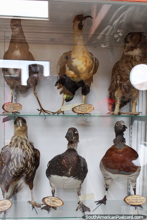 Heron, ibis, owl (top), hawk, duck, goose (bottom), taxidermy at the Municipal Museum in Porvenir. (480x720px). Chile, South America.