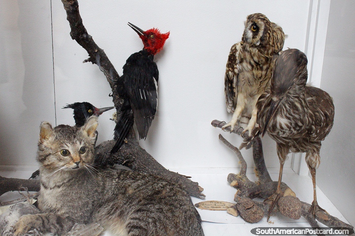 Large cat, woodpeckers and owl, taxidermy at the Municipal Museum in Porvenir. (720x480px). Chile, South America.