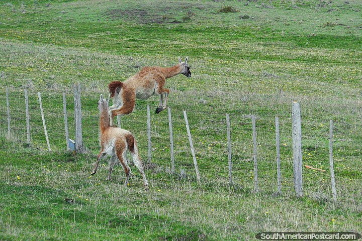 Vicuña salta la valla junto a la carretera costera de Tierra del Fuego. (720x480px). Chile, Sudamerica.