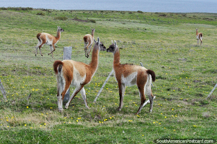 Un grupo de vicuñas en la Tierra del Fuego, verá muchos al lado de la carretera mientras conduce. (720x480px). Chile, Sudamerica.