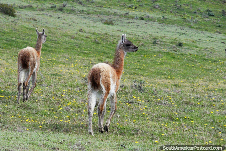 Vicuñas en los campos verdes alrededor de la costa de Tierra del Fuego al este de Porvenir. (720x480px). Chile, Sudamerica.
