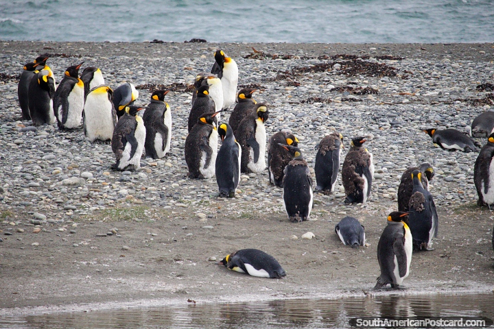 Pingüinos Rey, el segundo pingüino más grande de las 18 especies, Tierra del Fuego. (720x480px). Chile, Sudamerica.