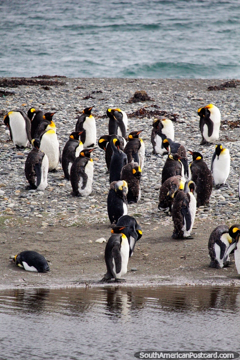 King Penguins, an all day tour in the Tierra del Fuego from Punta Arenas. (480x720px). Chile, South America.