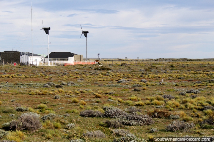 Un par de molinos de viento y un par de Caiquen (pájaros blancos y marrones), Bahía Azul, Tierra del Fuego. (720x480px). Chile, Sudamerica.