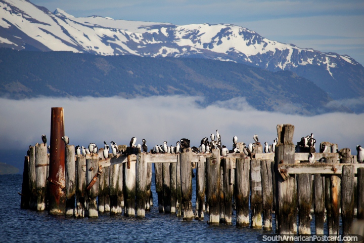 Aves marinas blancas y negras en el extremo del famoso monumento del muelle quemado en Puerto Natales. (720x480px). Chile, Sudamerica.