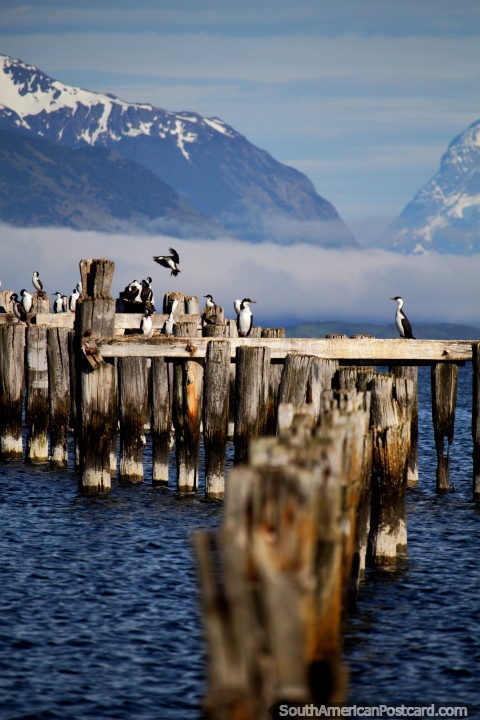 O velho pilar de ponte, guas e montanhas cobertas de neve em Porto Natales. (480x720px). Chile, Amrica do Sul.