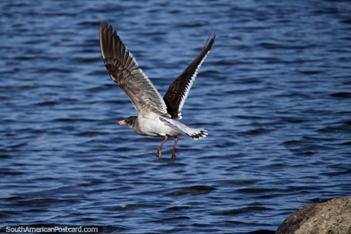 Seagull flies off a rock in the bay in Puerto Natales. (720x480px). Chile, South America.
