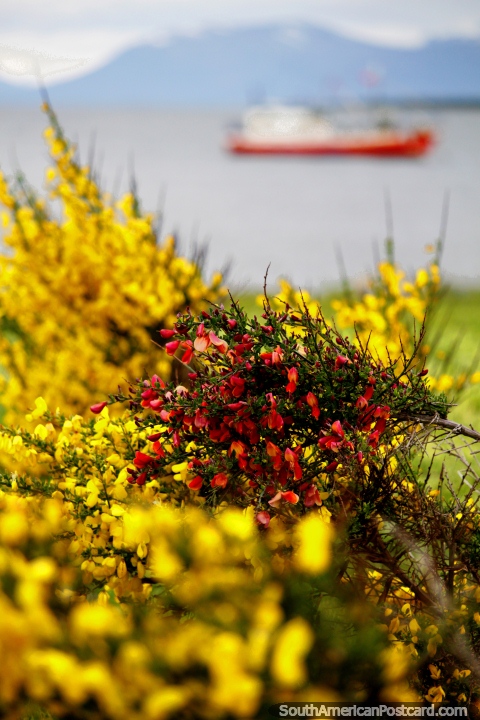 Flores rojas en una bruma de flores amarillas alrededor del puerto de Puerto Natales. (480x720px). Chile, Sudamerica.