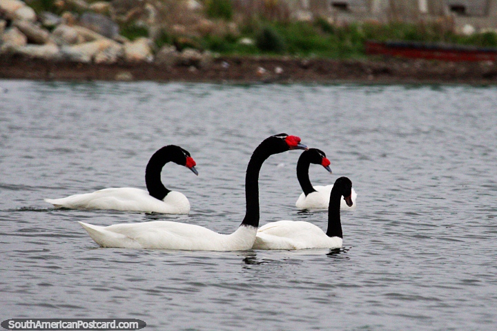 A family of swans around the port in Puerto Natales and there are many more here. (720x480px). Chile, South America.