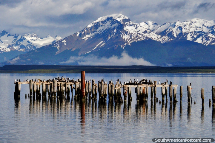 O velho pilar de ponte com pssaros sobre os postes de madeira e montanhas cobertas de neve distantes, Porto Natales. (720x480px). Chile, Amrica do Sul.