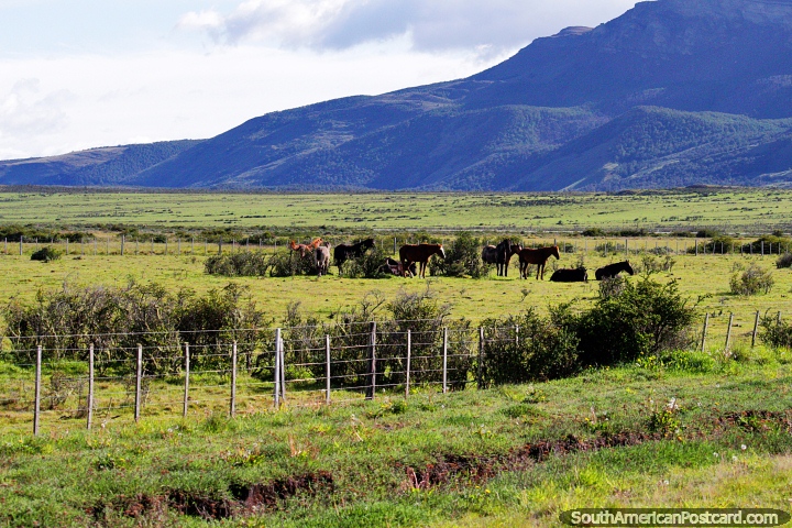 Una docena de caballos pastan en los pastos verdes alrededor de Puerto Bories cerca de Puerto Natales. (720x480px). Chile, Sudamerica.