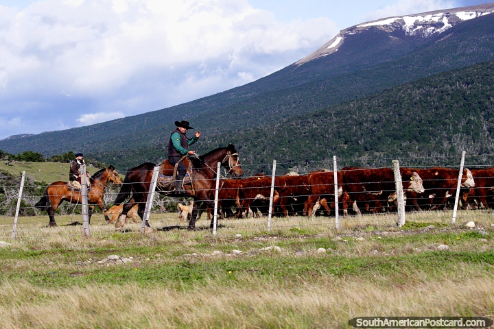 Gauchos (Baqueanos) herding their cattle on horseback around Villa Cerro Castillo. (720x480px). Chile, South America.