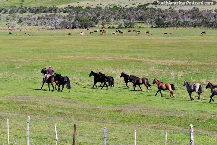 Baqueano entrena a sus caballos en los hermosos pastos verdes alrededor de Villa Cerro Castillo. (720x480px). Chile, Sudamerica.