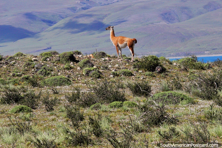 A Guanaco looks out over Lake Sarmiento from a hilltop in Torres del Paine National Park. (720x480px). Chile, South America.