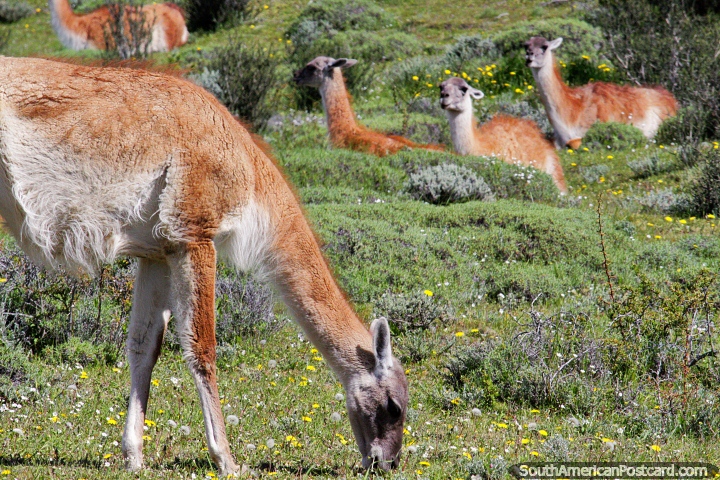Guanacos relacionam-se a camelos como vicunhas, lhamas e alpacas mas sem a corcunda, Torres do Paine. (720x480px). Chile, Amrica do Sul.