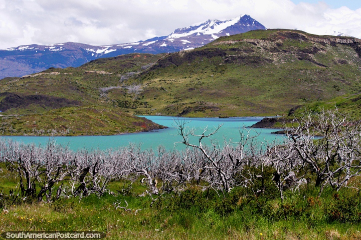 El Lago Pehoe aparece a la vista, ramas de rboles muertos y colinas distantes en Torres del Paine. (720x480px). Chile, Sudamerica.