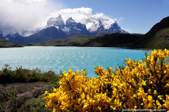 Bright yellow flowers and a great view of the lake on the hill at the back of Hosteria Pehoe, Torres del Paine. (720x480px). Chile, South America.