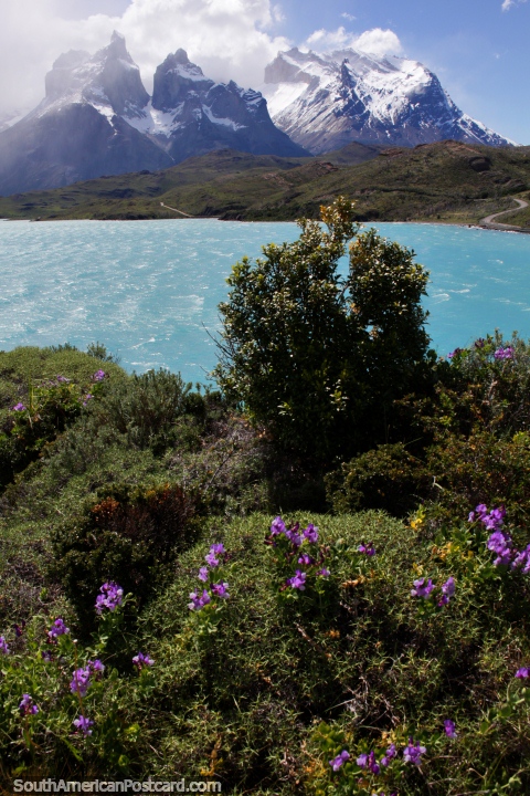 Flores de color prpura, el lago y las montaas nevadas en el Parque Nacional Torres del Paine. (480x720px). Chile, Sudamerica.