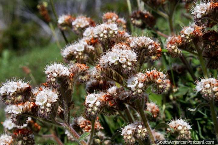 A flora procura o belo fim, com ou sem uma lente macro, Torres do Paine. (720x480px). Chile, Amrica do Sul.