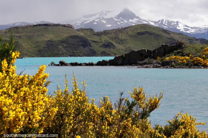 Aguas turquesas y flores amarillas alrededor del Lago Pehoe, un hermoso lugar en Torres del Paine. (720x480px). Chile, Sudamerica.