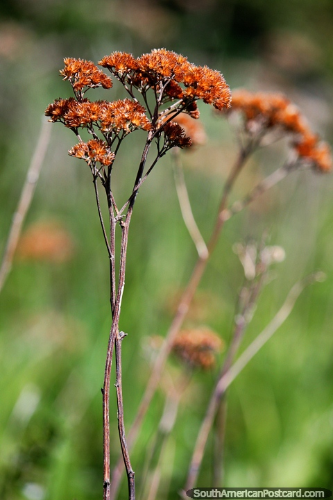 Dried stalks and flowers in the grass around Lake Pehoe at Torres del Paine. (480x720px). Chile, South America.