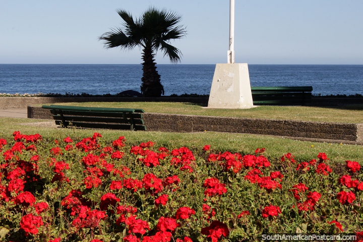 Jardins de flores vermelhos em um parque verde bonito junto do mar em Via del Mar. (720x480px). Chile, Amrica do Sul.