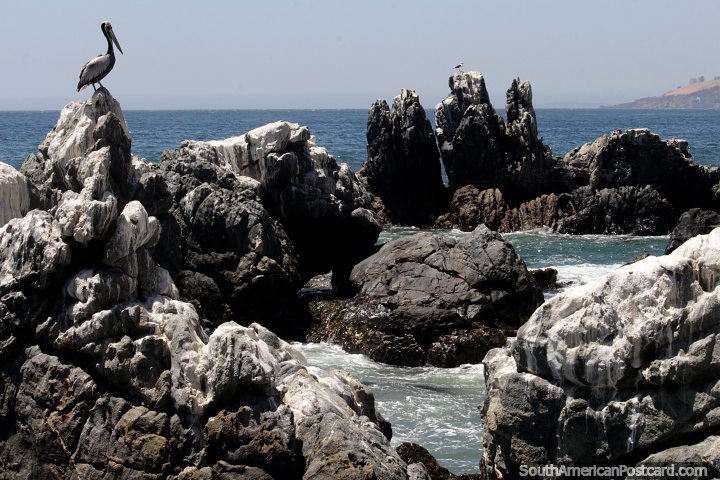Pelican perched on jagged rocks on the coast in Vina del Mar. (720x480px). Chile, South America.
