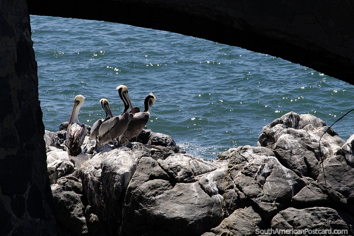 Os pelicanos esperam pelo peixe para vir perto das rochas no fim de dias em Via del Mar. (720x480px). Chile, Amrica do Sul.