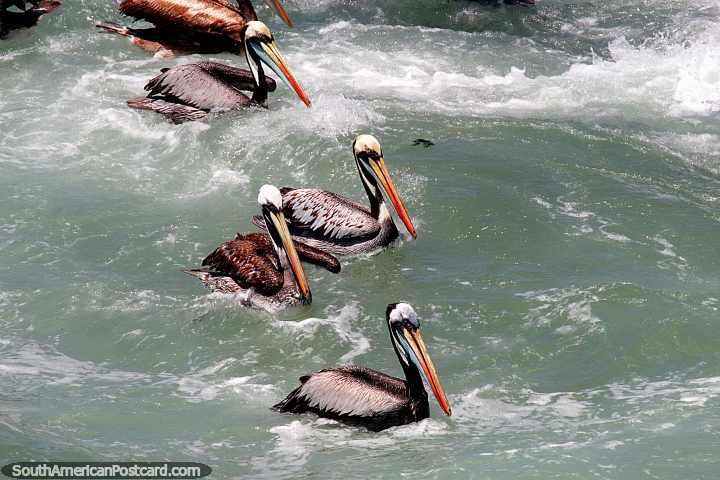 Pelcanos hambrientos con picos anaranjados y azules buscan peces en aguas turbulentas en Via del Mar. (720x480px). Chile, Sudamerica.