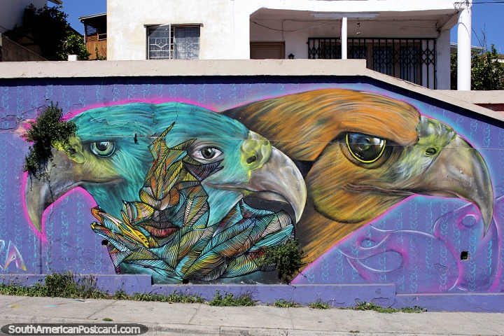 Eagles, green and orange, a face emerges, street art on a purple wall in Valparaiso. (720x480px). Chile, South America.