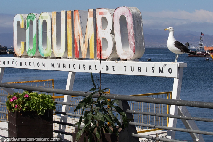 A gaivota concorda que Coquimbo  um timo lugar para se estar em um dia ensolarado. (720x480px). Chile, Amrica do Sul.