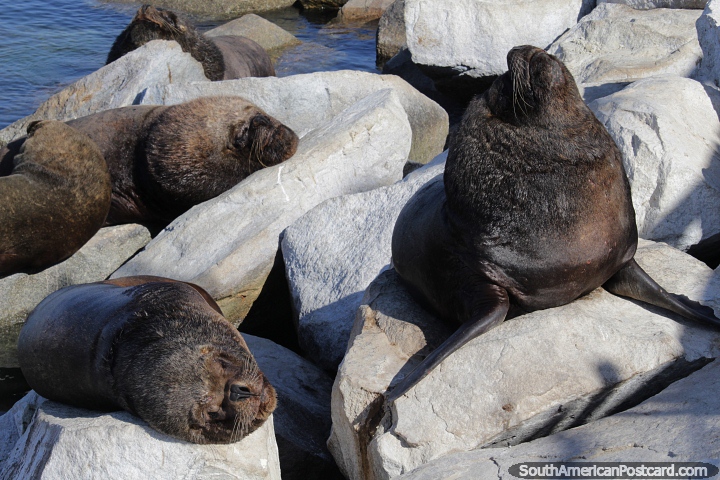 Sea lions on the rocks enjoy the sunshine in Coquimbo. (720x480px). Chile, South America.
