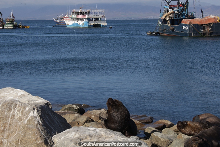 Calm waters in Coquimbo and the sun is hot in summertime. (720x480px). Chile, South America.