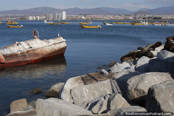 Boat wreck in Coquimbo with La Serena in the distance, sea lions on rocks. (720x480px). Chile, South America.
