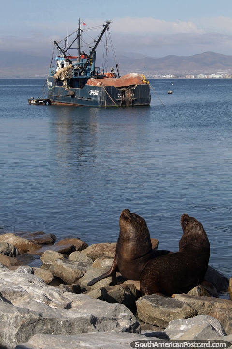 Un puerto pesquero como Coquimbo es un gran lugar para los lobos marinos. (480x720px). Chile, Sudamerica.