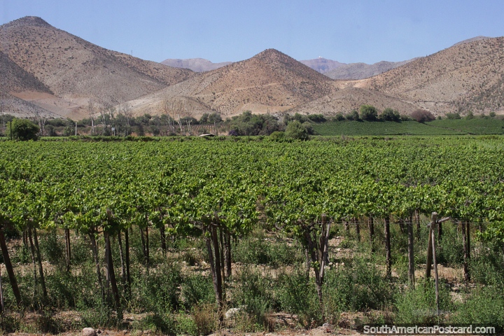 Lush green vineyard in the Elqui Valley around Vicuna. (720x480px). Chile, South America.