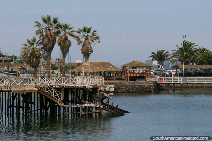Palm trees around the seafront area in Antofagasta. (720x480px). Chile, South America.