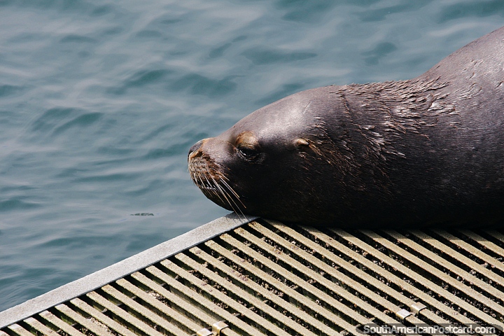 Leo-marinho descansa em uma plataforma ao lado do cais em Antofagasta. (720x480px). Chile, Amrica do Sul.