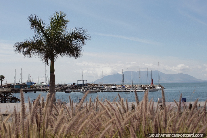 Iate clube e marina em Antofagasta. (720x480px). Chile, Amrica do Sul.