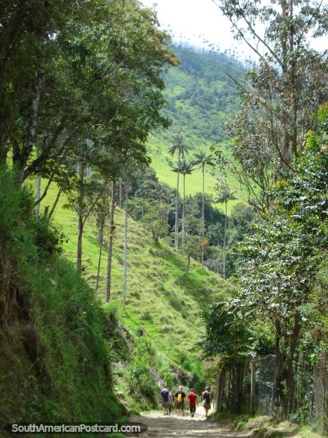 Puede andar la pista en el Valle de Cocora en Salento. (480x640px). Colombia, Sudamerica.