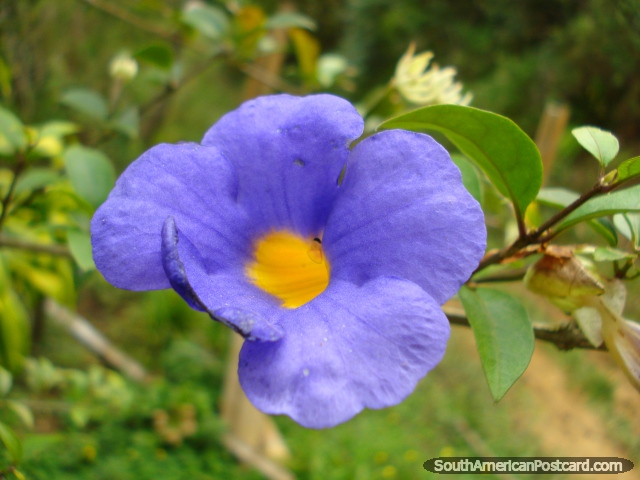 A purple flower with yellow in the middle, Salento. (640x480px). Colombia, South America.