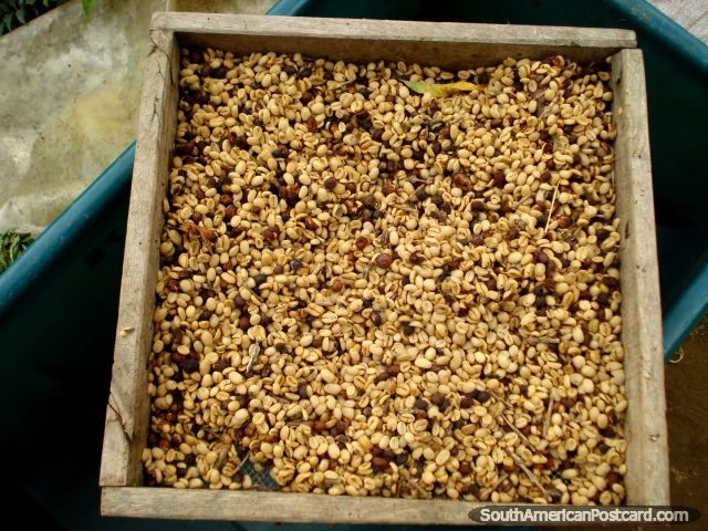Secar e classificar feijes de caf na fazenda em Salento. (640x480px). Colmbia, Amrica do Sul.