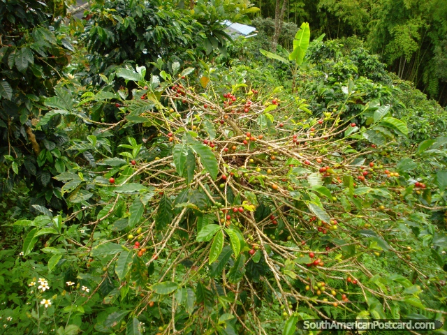 A coffee plant on a farm in Salento. (640x480px). Colombia, South America.
