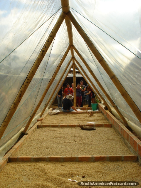 Invernadero para secar granos de café en Finca Don Eduardo en Salento. (480x640px). Colombia, Sudamerica.