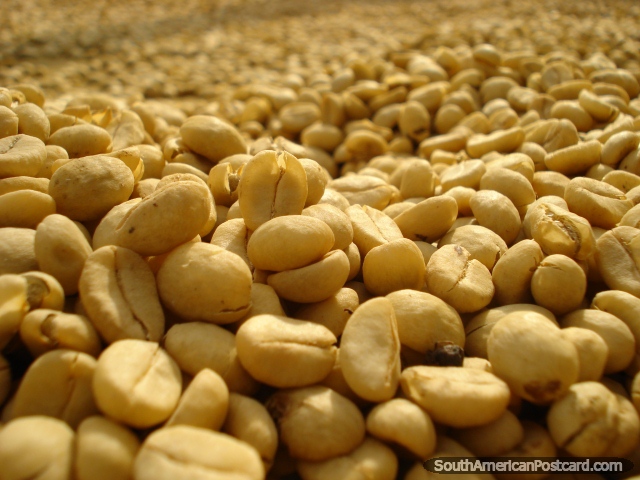 Os feijões de café secados e classificados fecham, Salento. (640x480px). Colômbia, América do Sul.