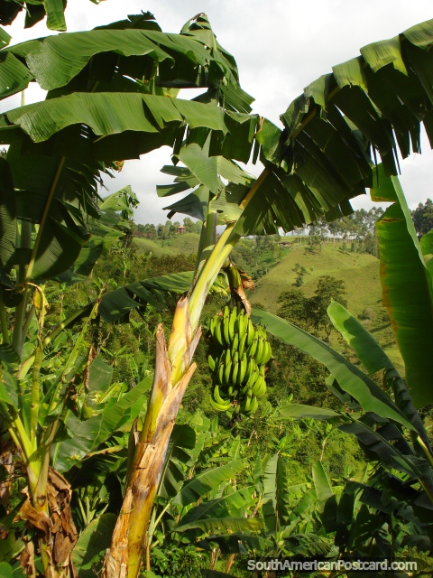 Las plantas de café necesitan plátanos para proporcionar la sombra, Salento. (480x640px). Colombia, Sudamerica.